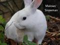 Snowy, d. 17.05.2012 <3
